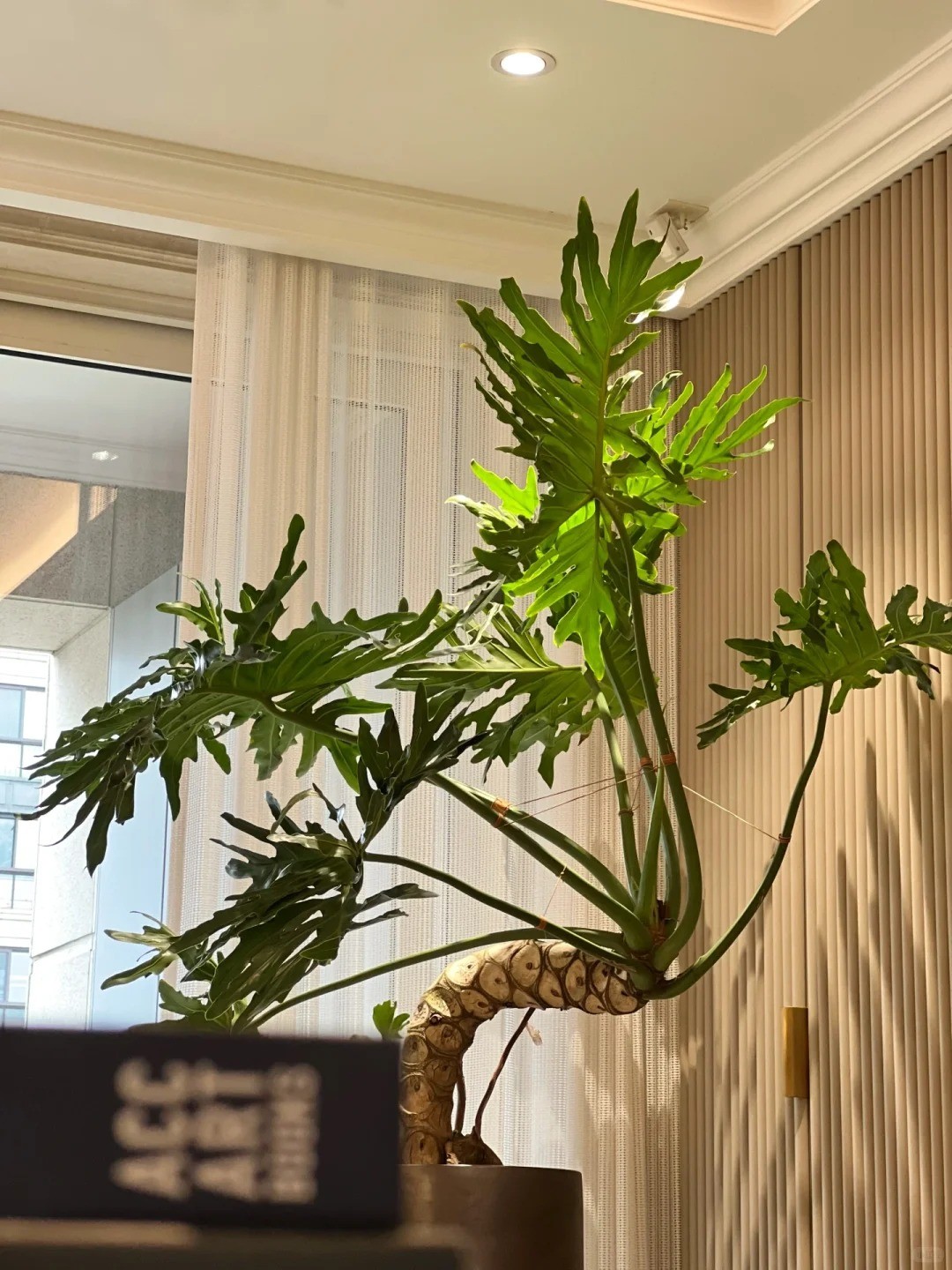 “植物灯”照，“背背佳”绑，这身姿应该更美吧_1_丹的生活笔记_来自小红书网页版.jpg